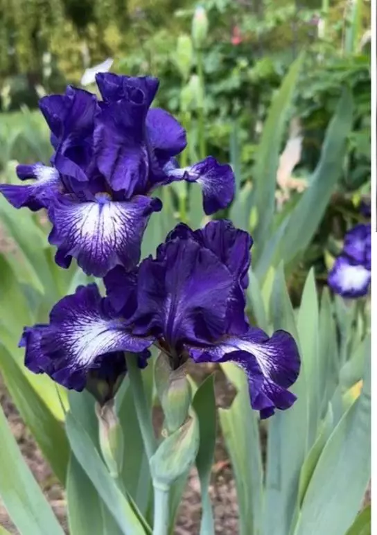Bearded iris starwoman thumbnail