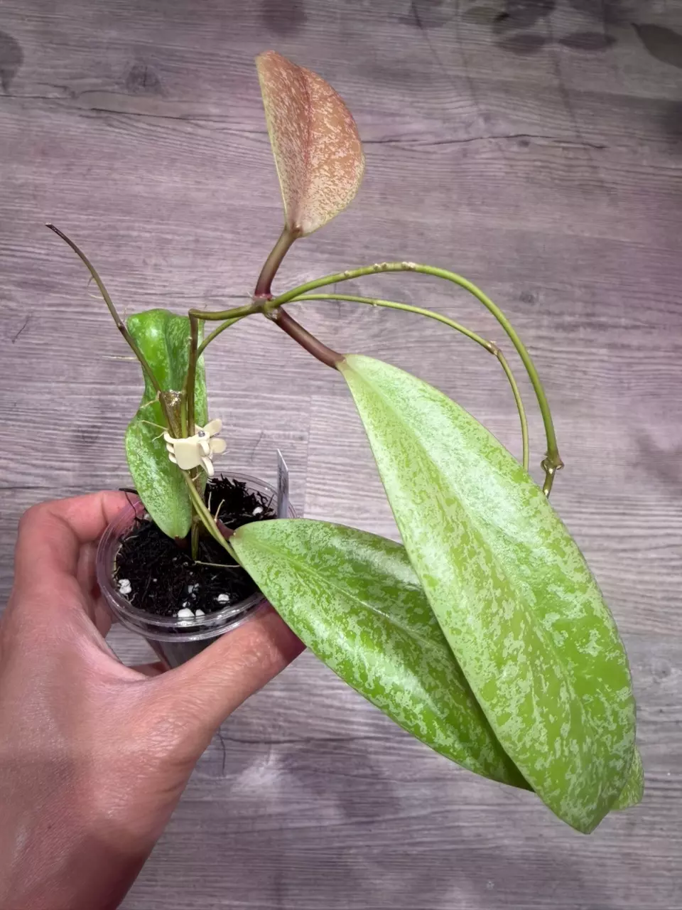 Hoya Jita Silver thumbnail