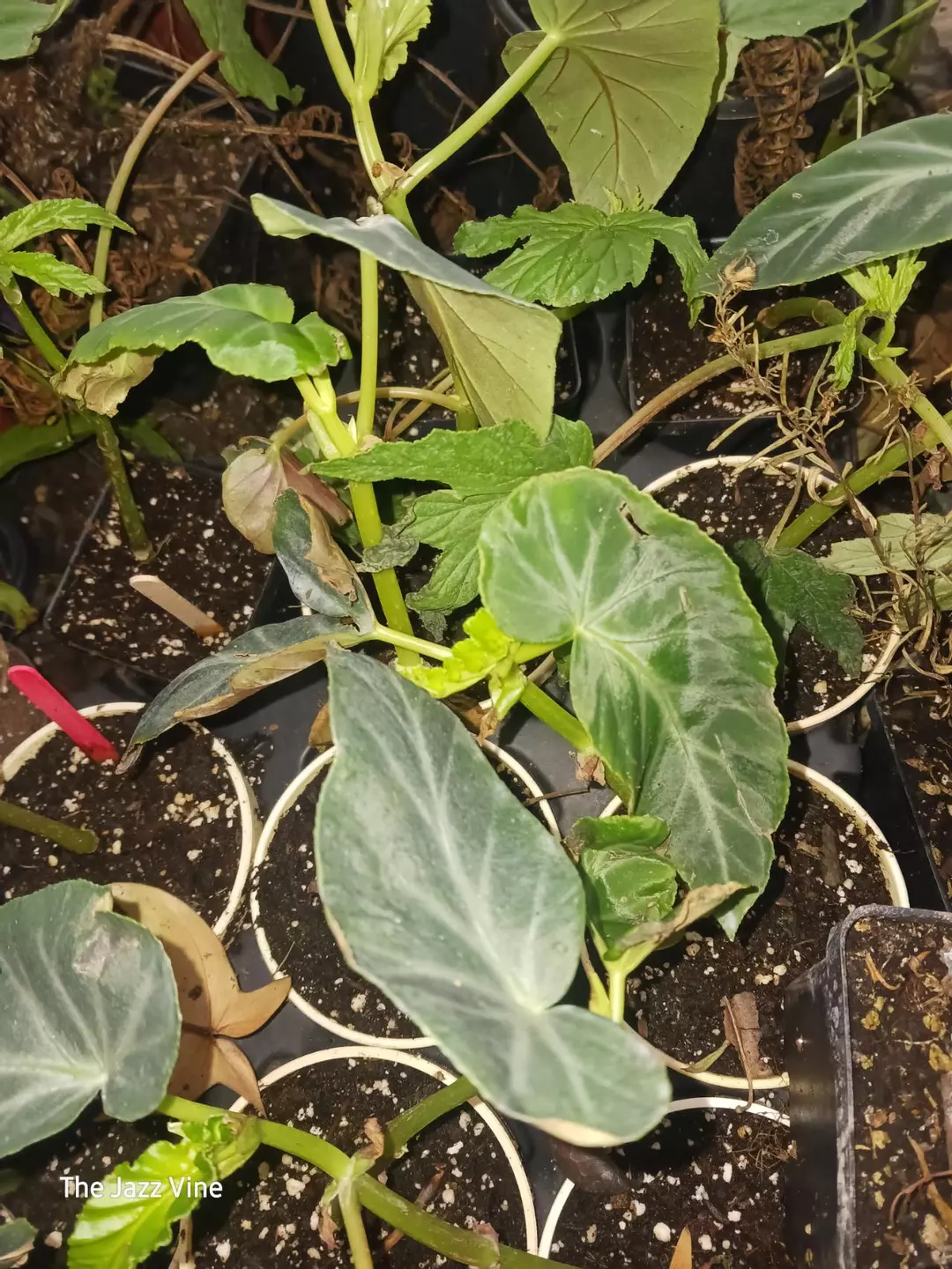 Begonia angelaris thumbnail