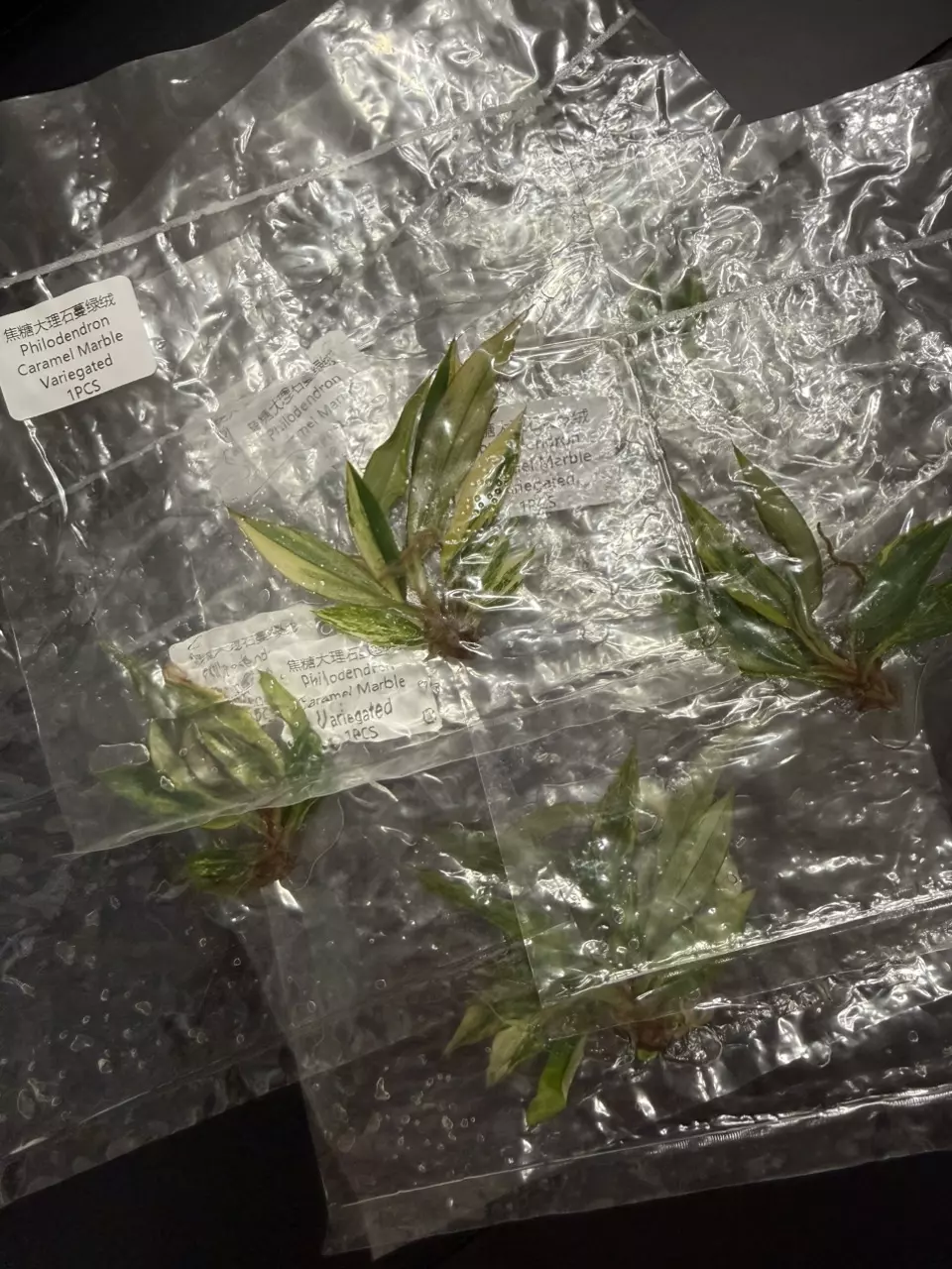 PHILODENDRON VARIEGATED CARMEL MARBLE TC • SELLERS CHOICE thumbnail