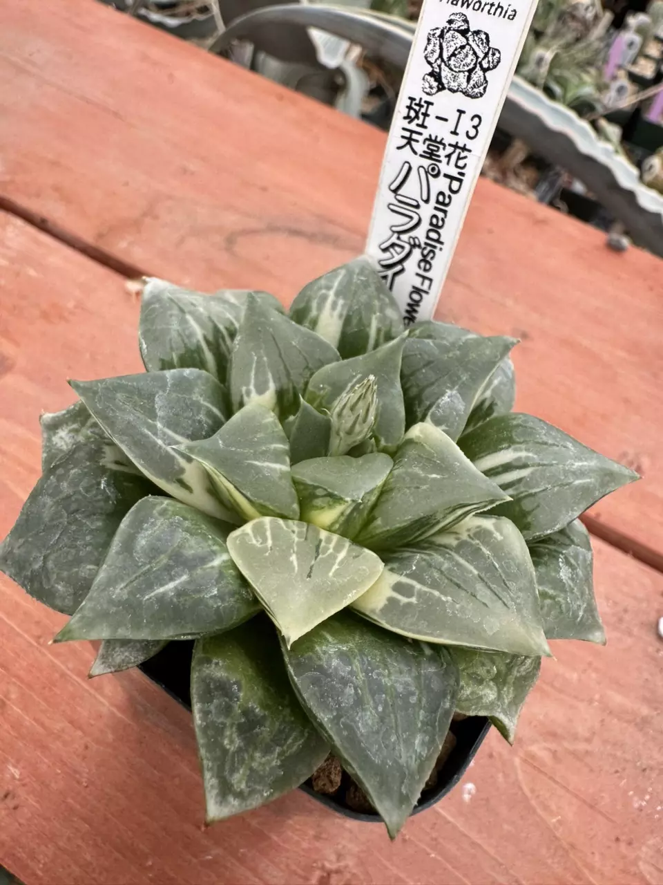 Ps745 Renny I3 ‘Paradise Flower’ Variegated thumbnail