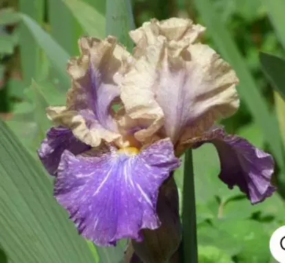 Bearded iris doe z doe thumbnail