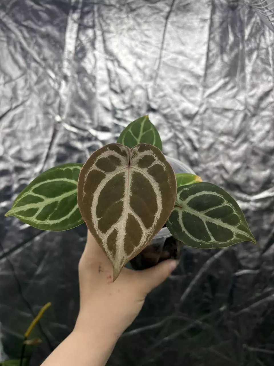 anthurium red tiger thumbnail