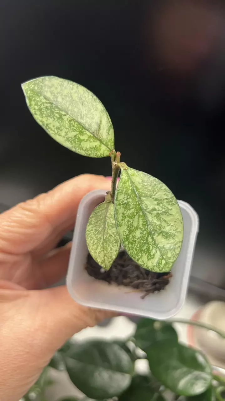 0052 Hoya Crassipetiolata Vietnam FRESH CUT 4/5 thumbnail