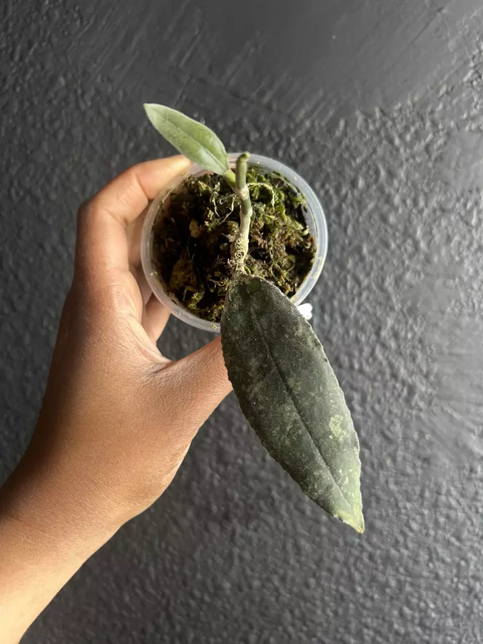 Hoya Clemensiorum Rooted Plant thumbnail