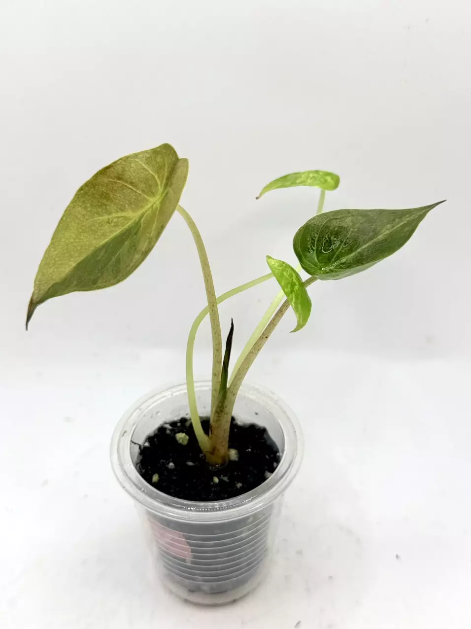 Alocasia Wentii Aurea thumbnail