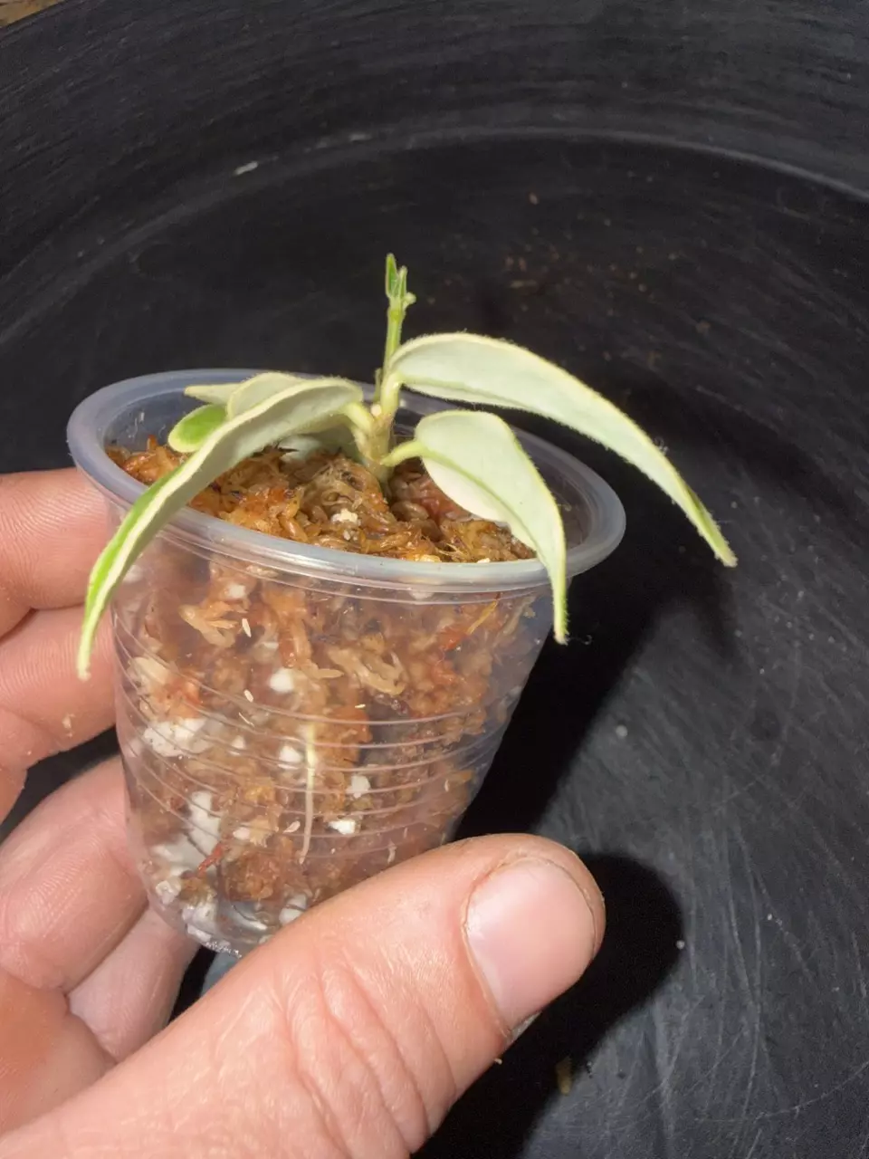 Hoya Bella outer variegated thumbnail