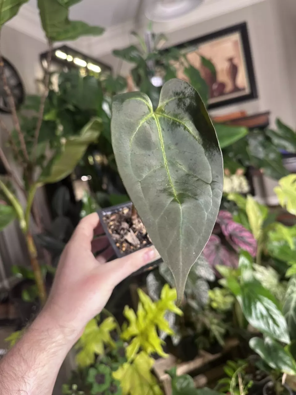 Anthurium Black Sweet x Red Gunsal thumbnail