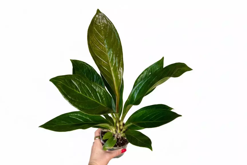 4” Anthurium Cobra thumbnail