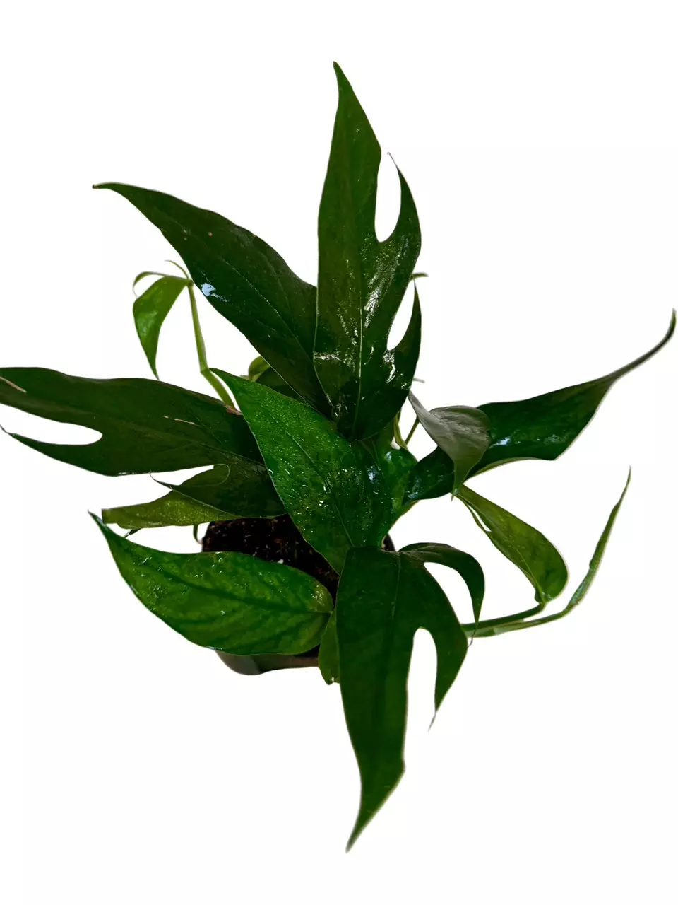 4.5” Baltic Blue Pothos thumbnail