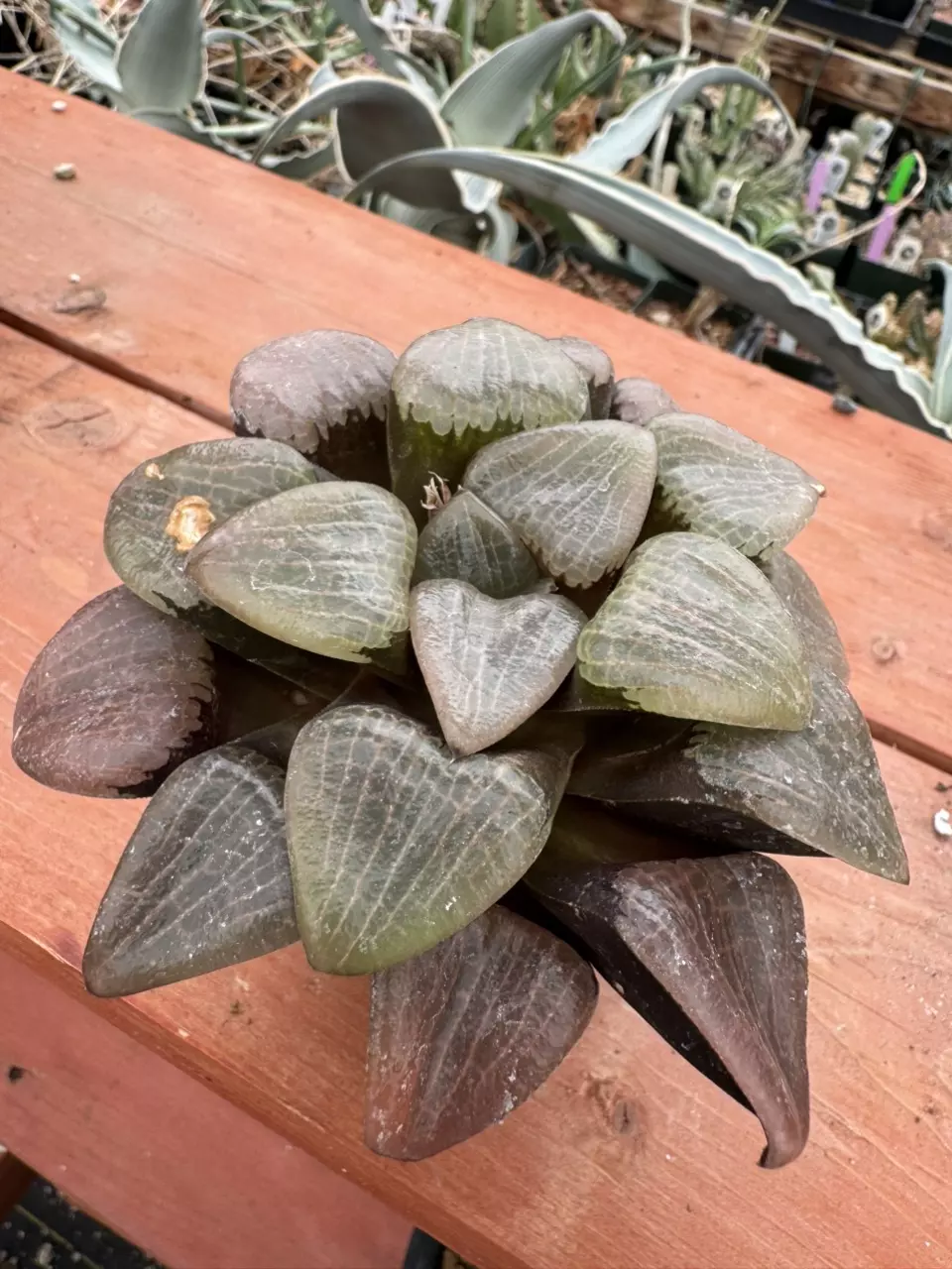 Ps781 Renny hybrid thumbnail