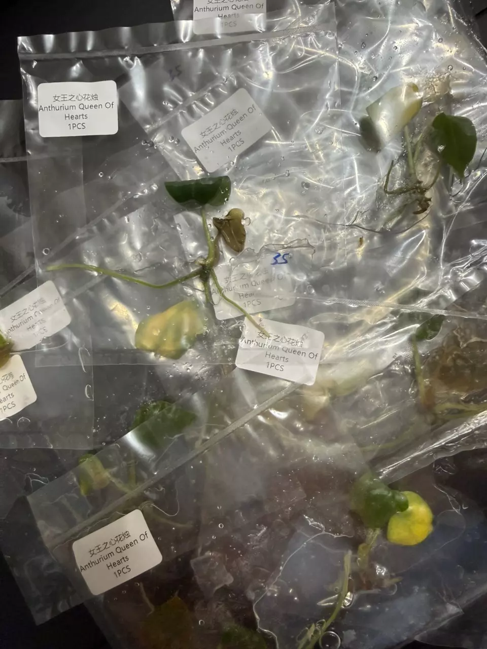 QUEEN OF HEARTS ANTHURIUM TC • SELLERS CHOICE thumbnail