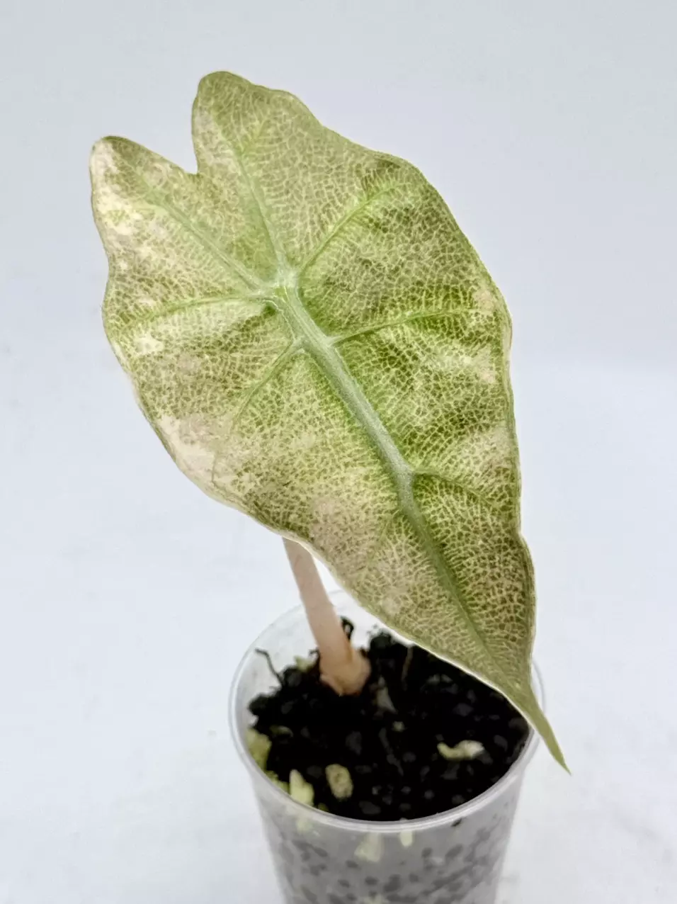 Alocasia Pink Polly Mint thumbnail