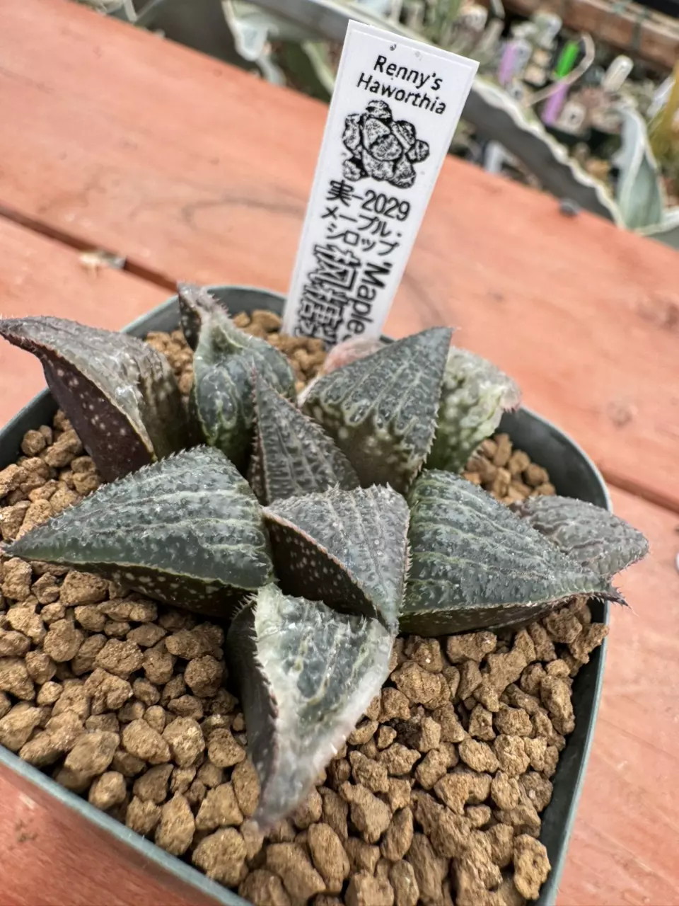 Ps782 Renny ‘Maple Syrup’ thumbnail