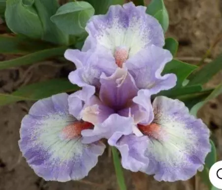 Bearded iris jolly mon thumbnail