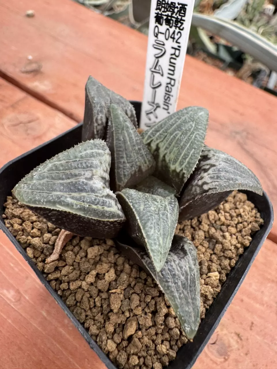 Ps744 Renny ‘Rum Rasin’ thumbnail