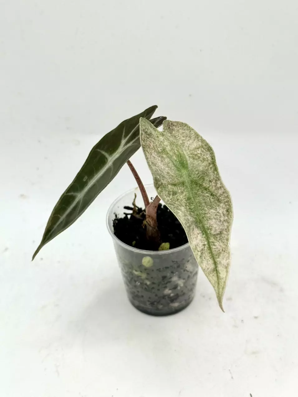 Alocasia Polly Pink Ghost Mint thumbnail