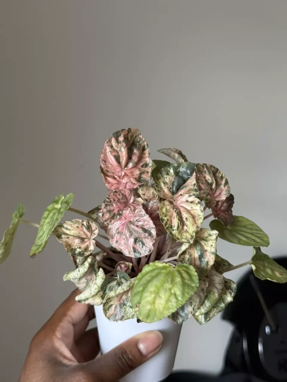 Peperomia Pink Lady thumbnail