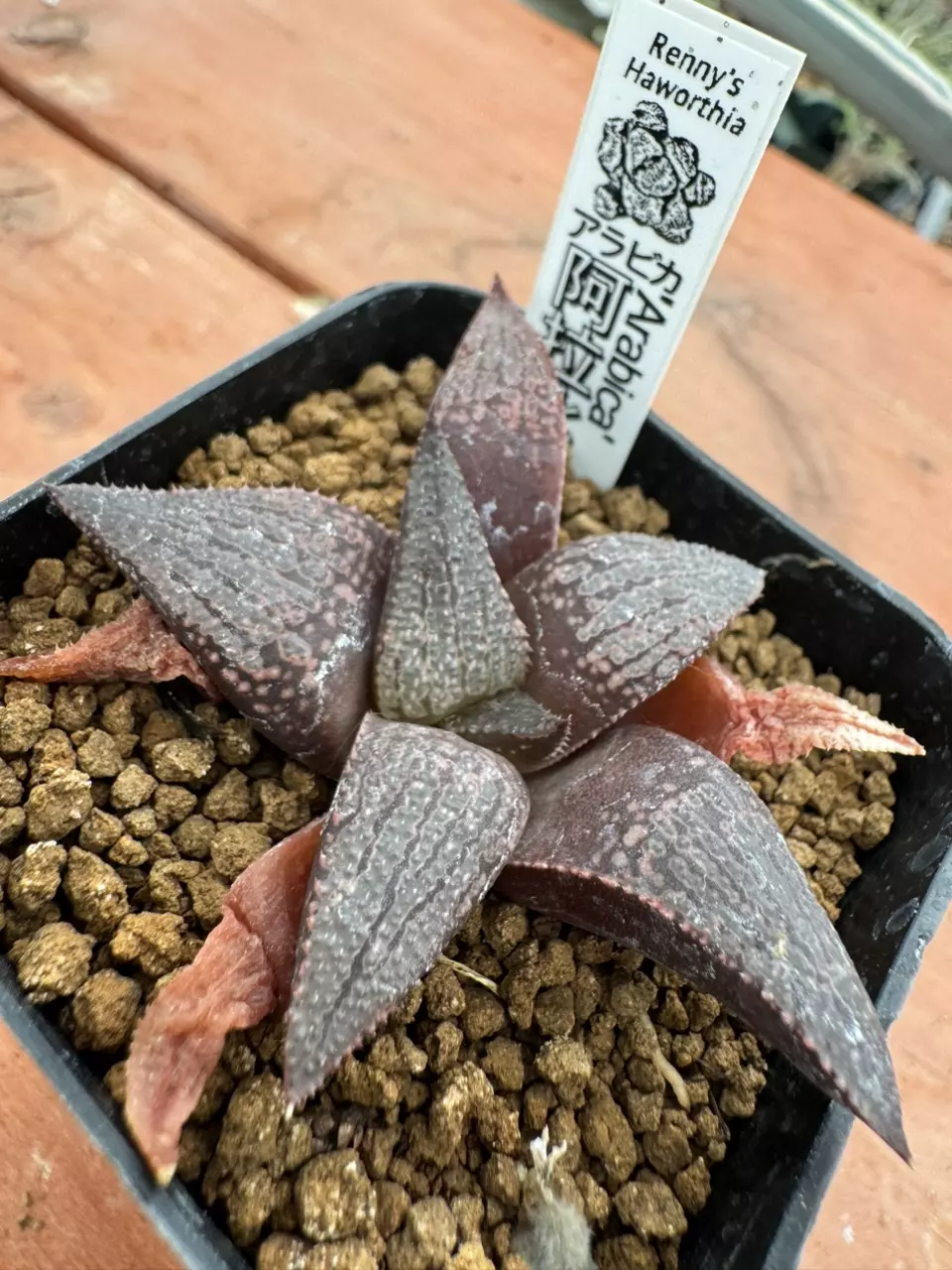 Ps784 Renny ‘Arabica’ thumbnail