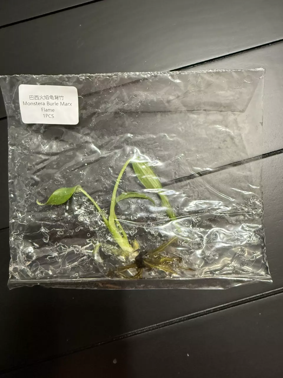 BURLE MARX FLAME MONSTERA TC • SELLERS CHOICE thumbnail