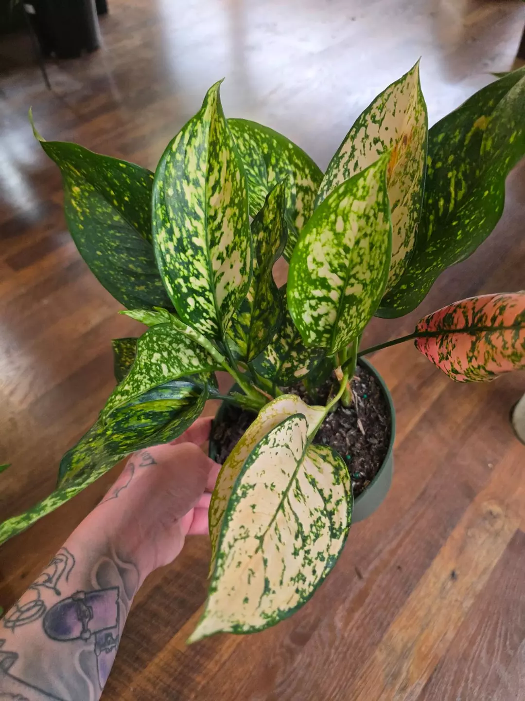 Aglaonema Etta Rose thumbnail