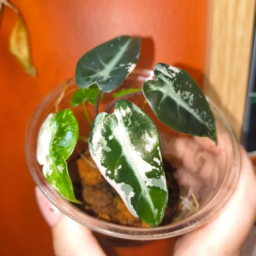 Alocasia pink bambino thumbnail