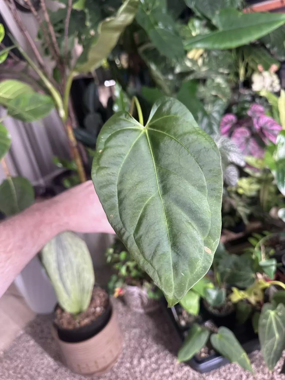 Anthurium Hoffmannii x Silver thumbnail