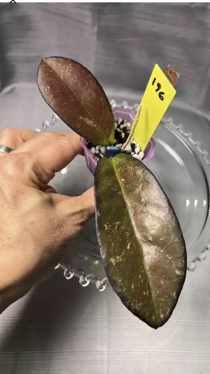 196. H leoensis thumbnail