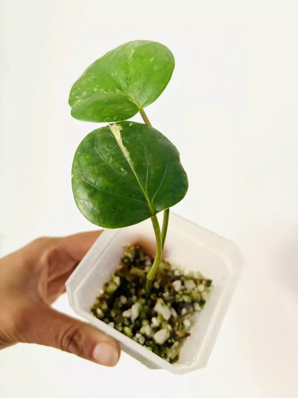 Piper nigrum albo var plant (variegated black pepper plant) thumbnail