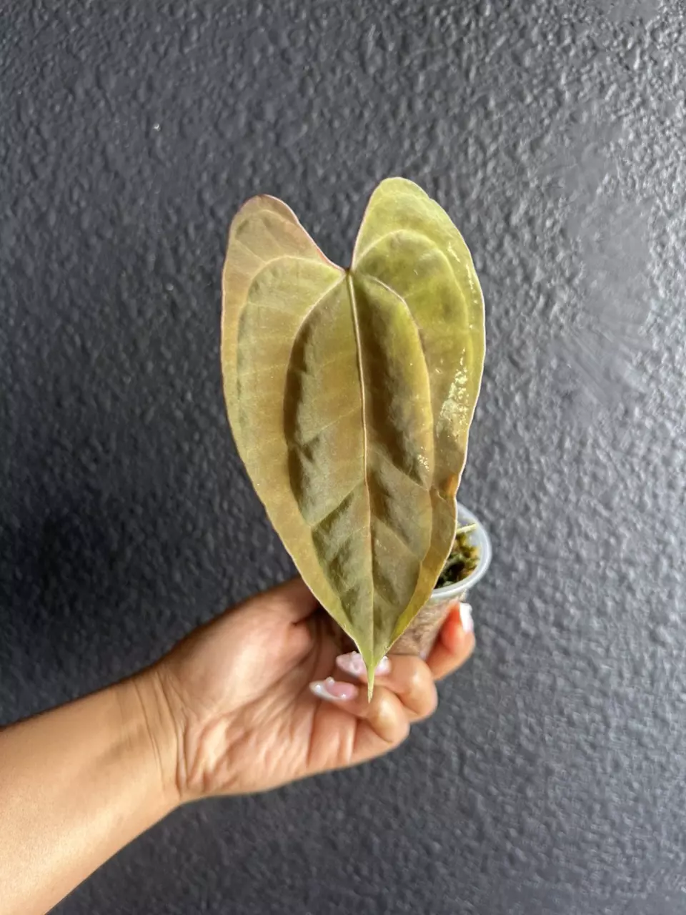 Anthurium Besseae x Anthurium Papillilaminum Rooted Plant thumbnail