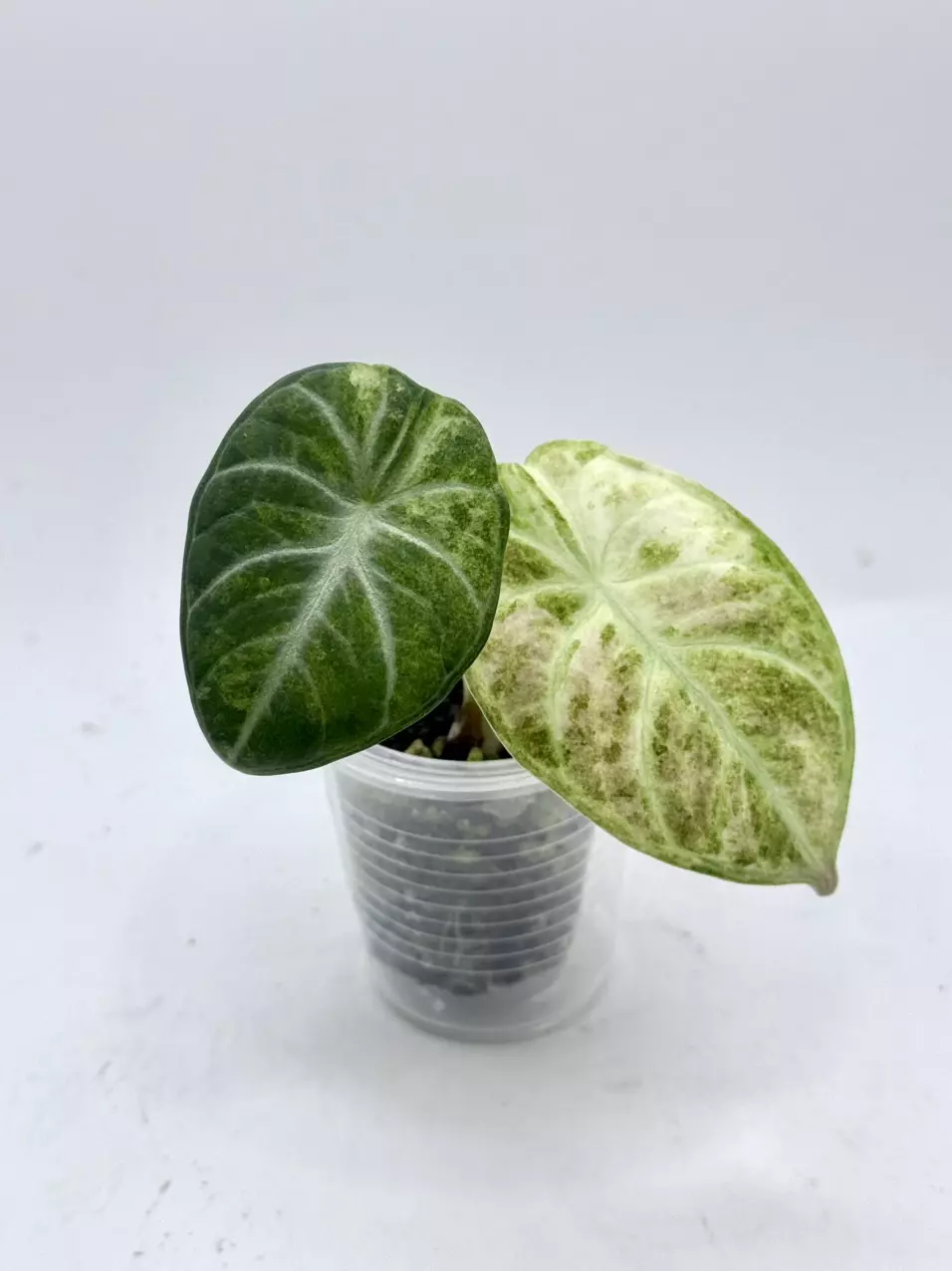 Alocasia Ninja Tricolor Nice Var thumbnail