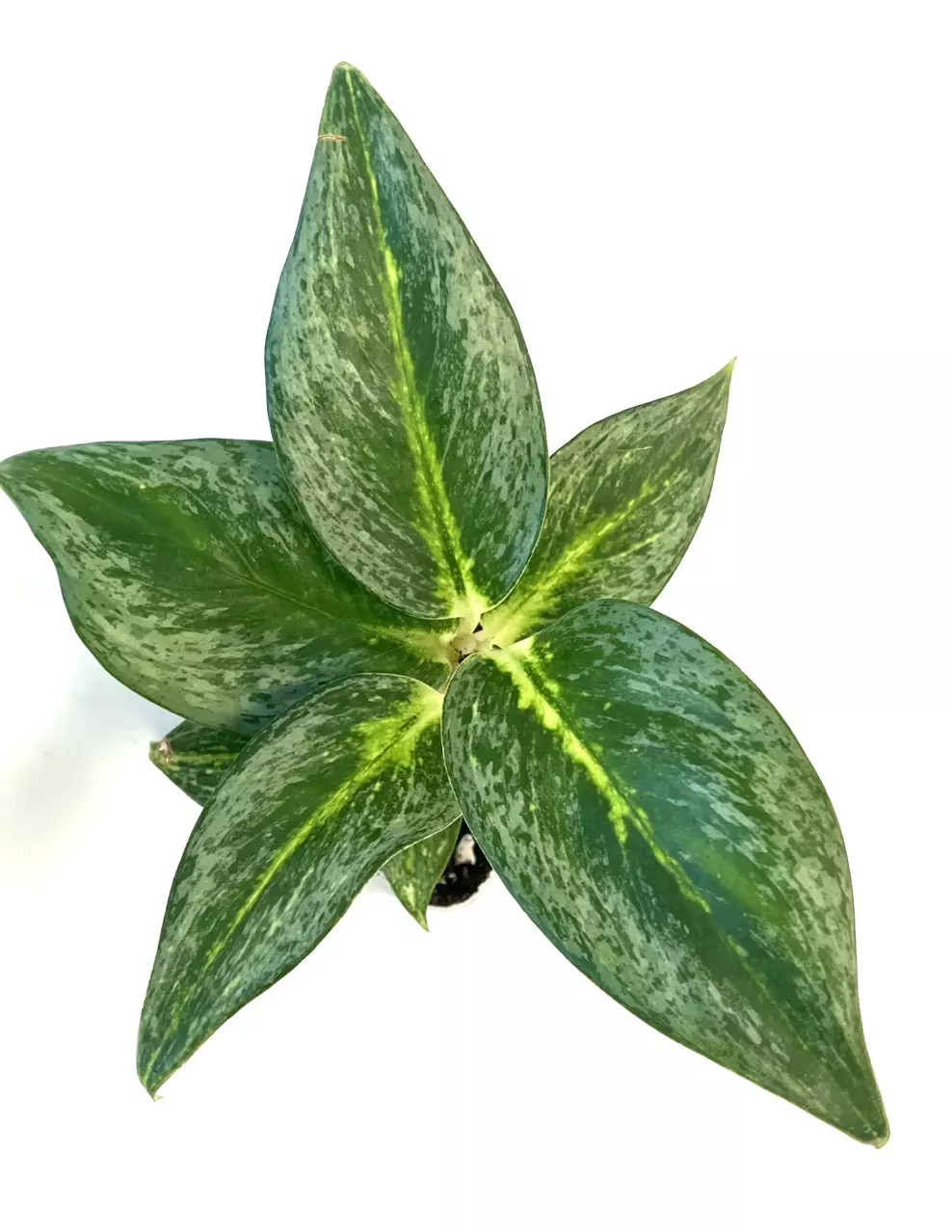 Aglaonema lemon lime thumbnail