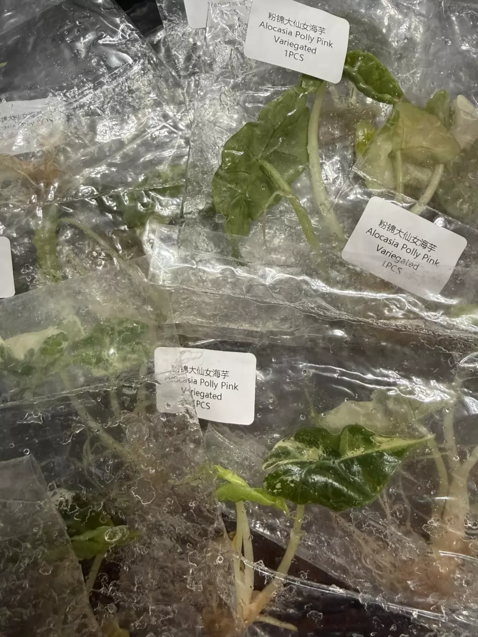 POLLY PINK ALOCASIA TC • SELLERS CHOICE thumbnail