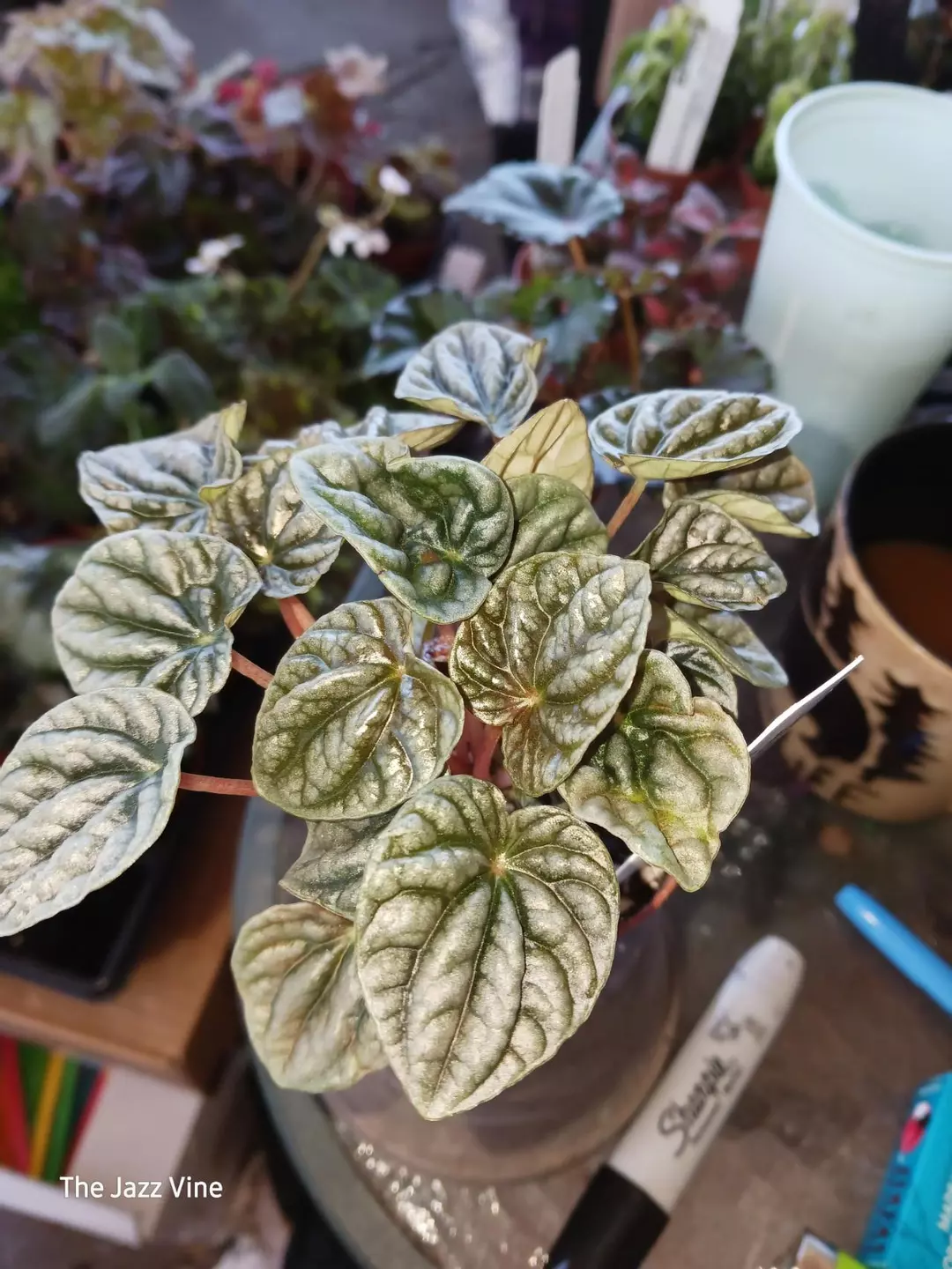 Peperomia silver thumbnail