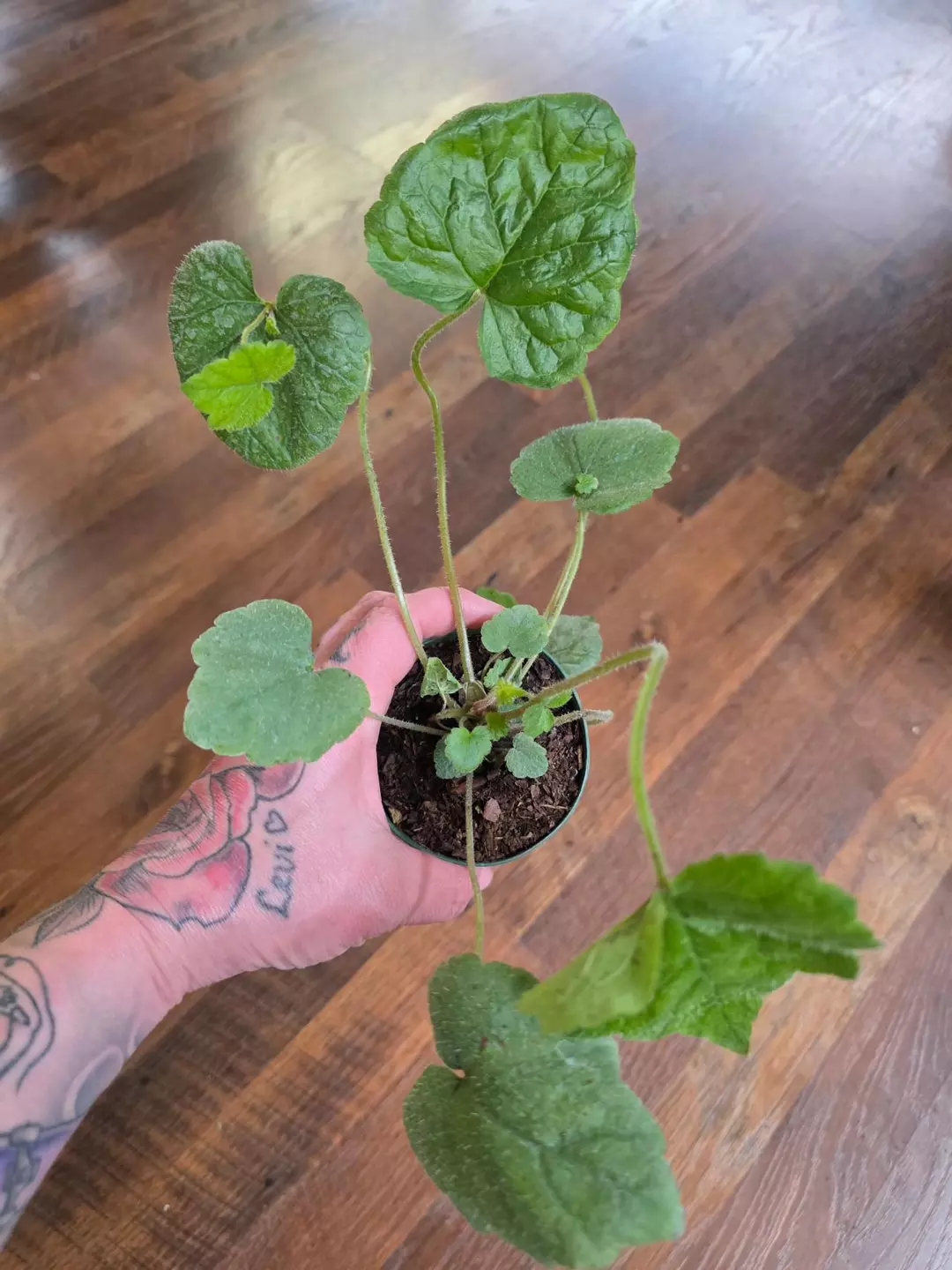 Piggy back plant thumbnail