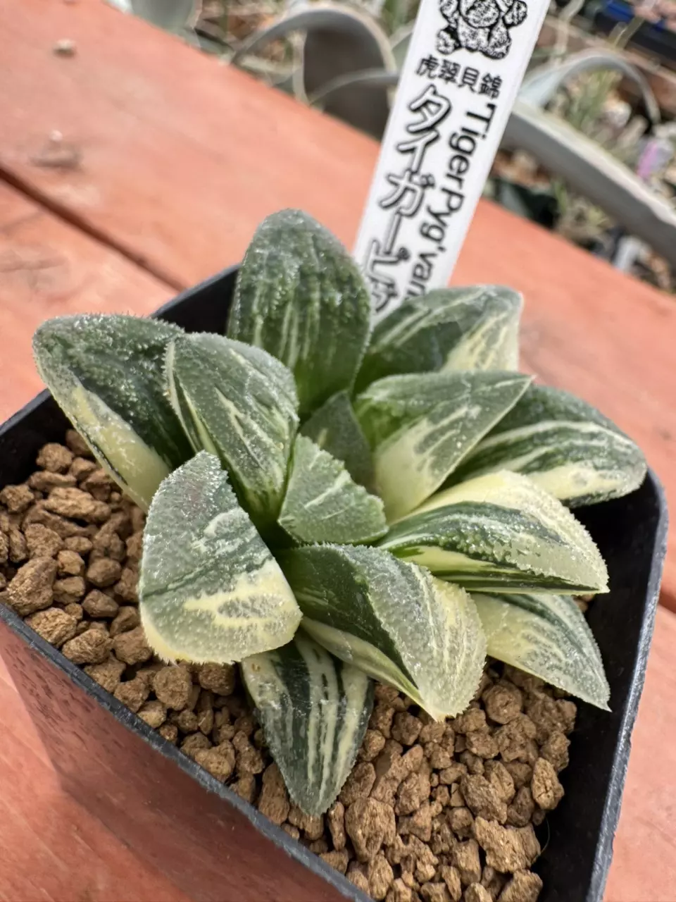 Ps704 Renny ‘Tiger Pyg’ Variegated thumbnail