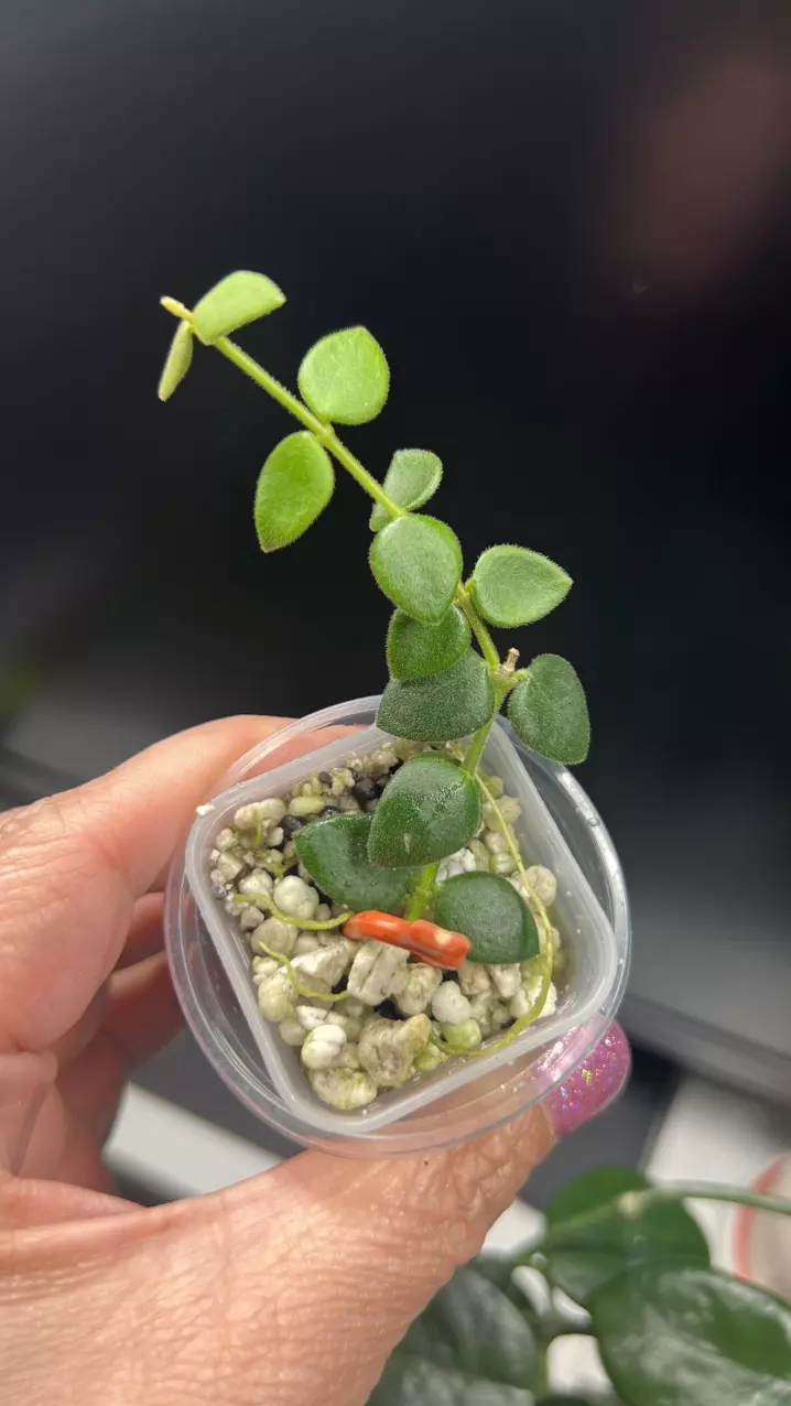 0051 Chinghungensis thumbnail