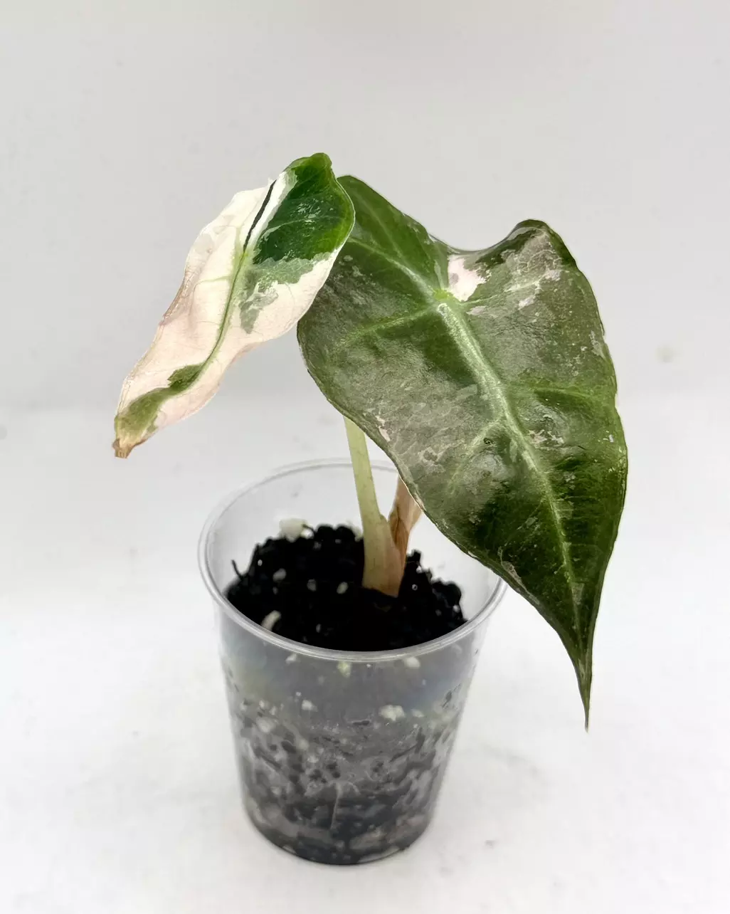 Alocasia Pink Polly thumbnail