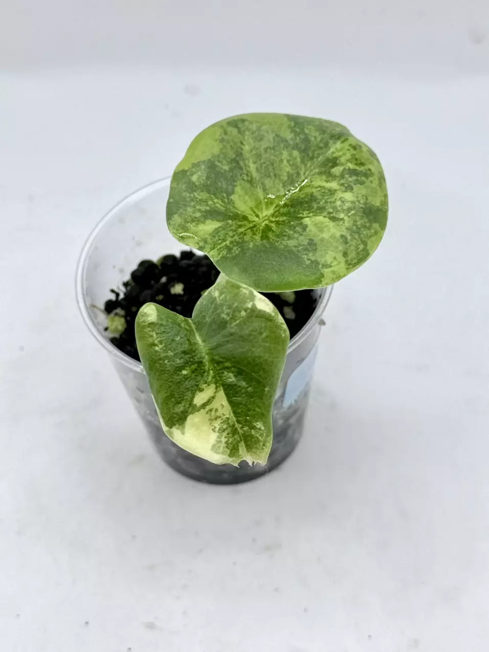 Alocasia Nebula Aurea high var thumbnail