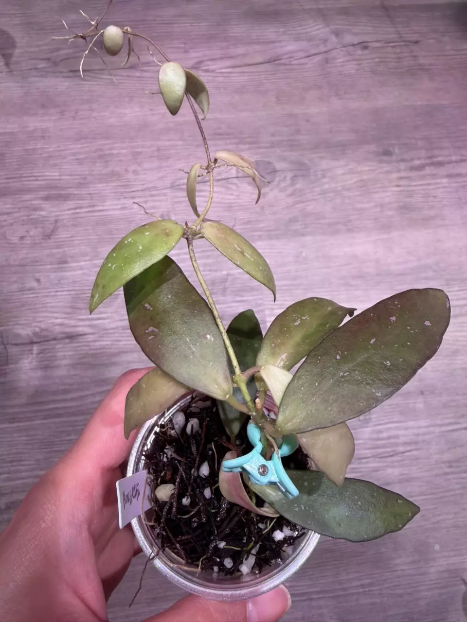 Hoya Hasseltii thumbnail