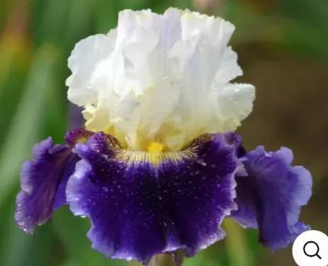 Bearded iris kings gambit thumbnail