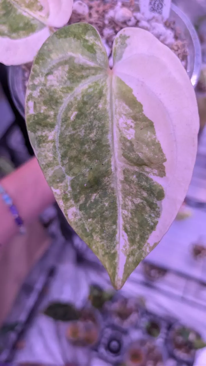 Variegated forgtii x var pap thumbnail