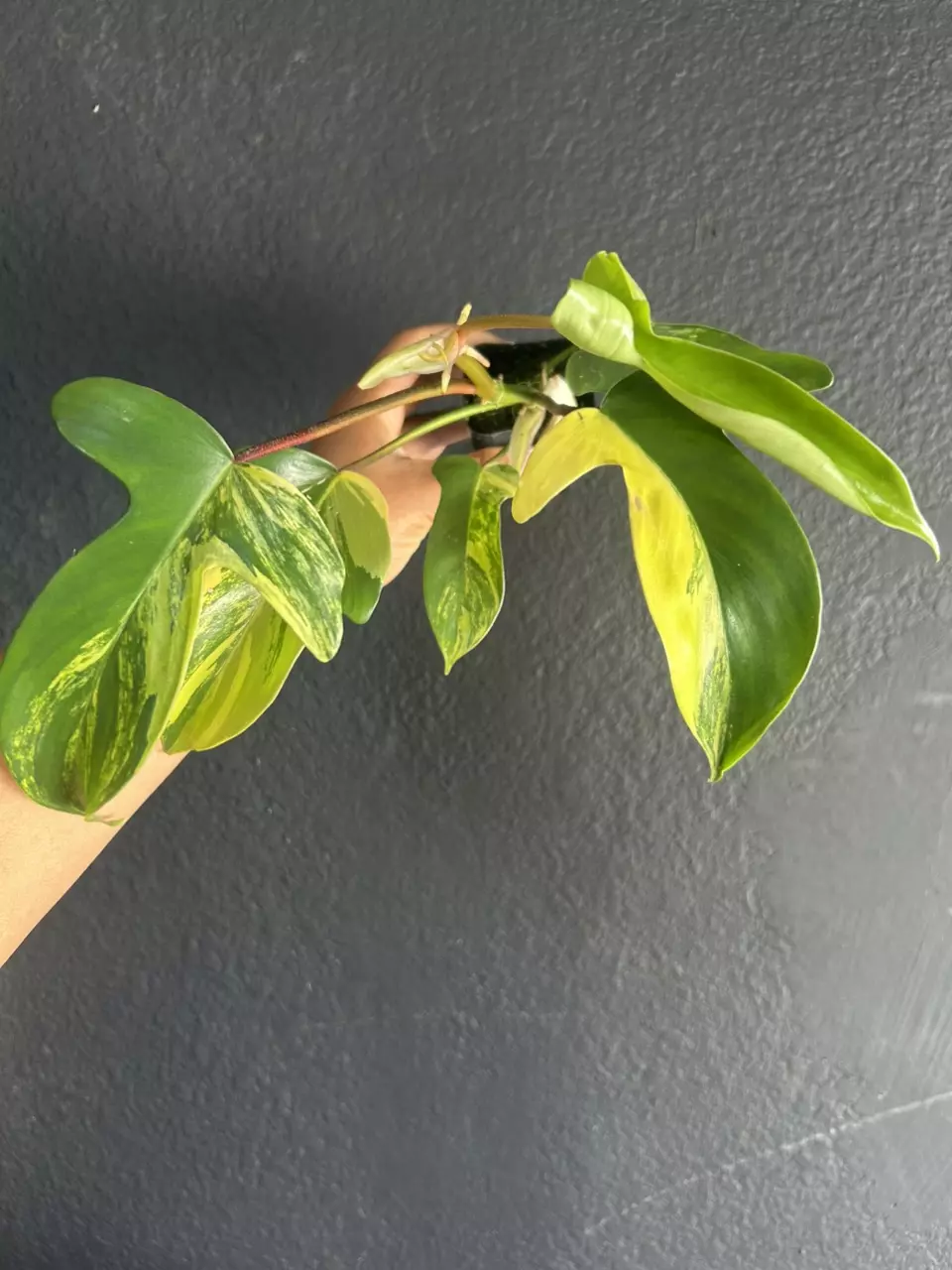 Philodendron Florida Beauty thumbnail
