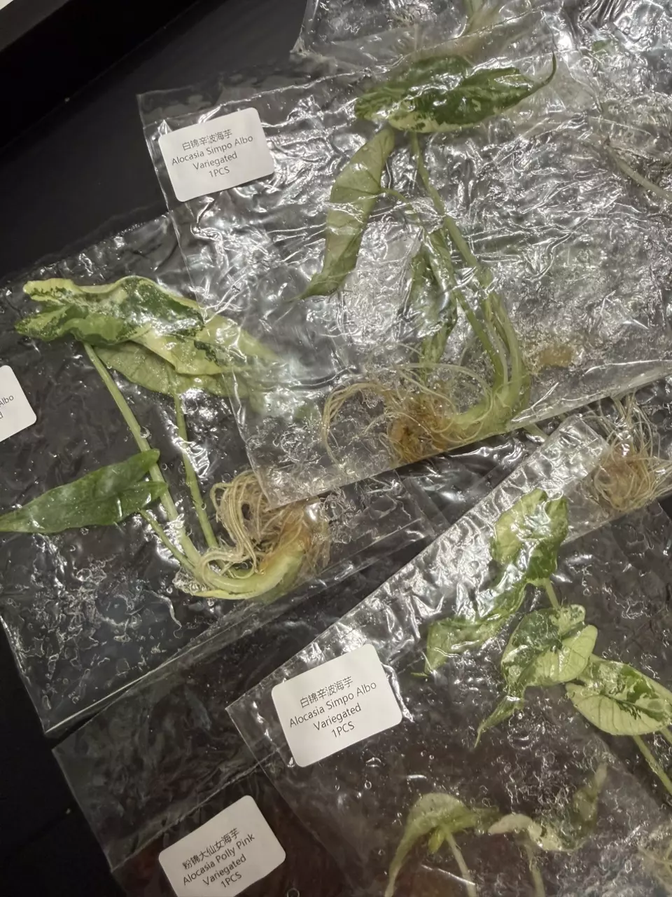 SIMPO ALBO ALOCASIA TC • SELLERS CHOICE thumbnail