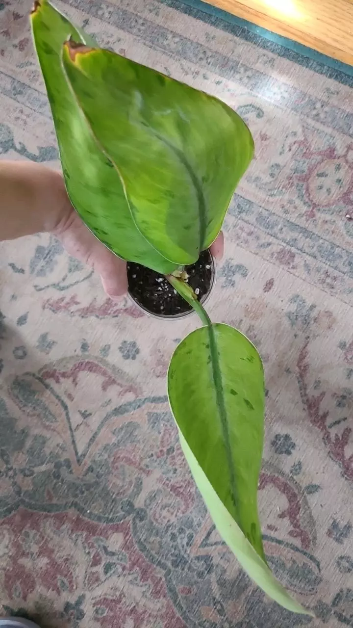 Homalomena Selby 3.25" thumbnail