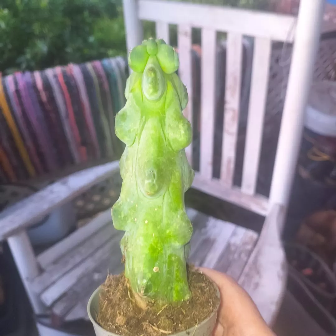 B o o bie cactus thumbnail