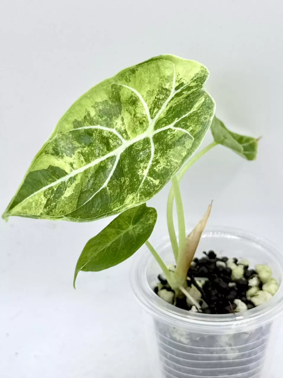 Alocasia Watsoniana Pink Doff. pink will burn in as leaf matures thumbnail