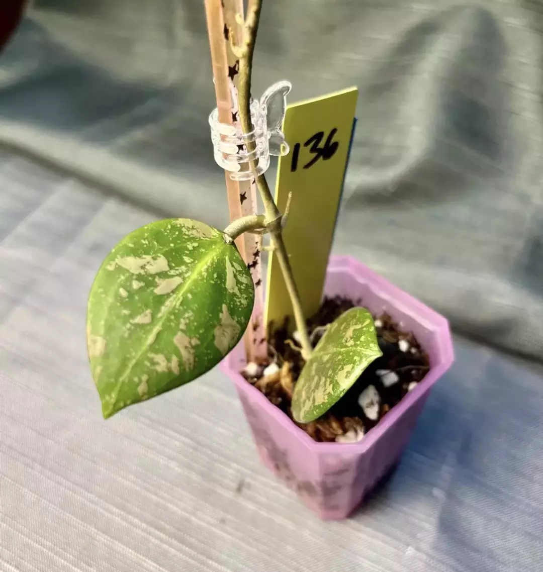 136. H 'Wibergiae Round Leaf'
DMW-001-C thumbnail