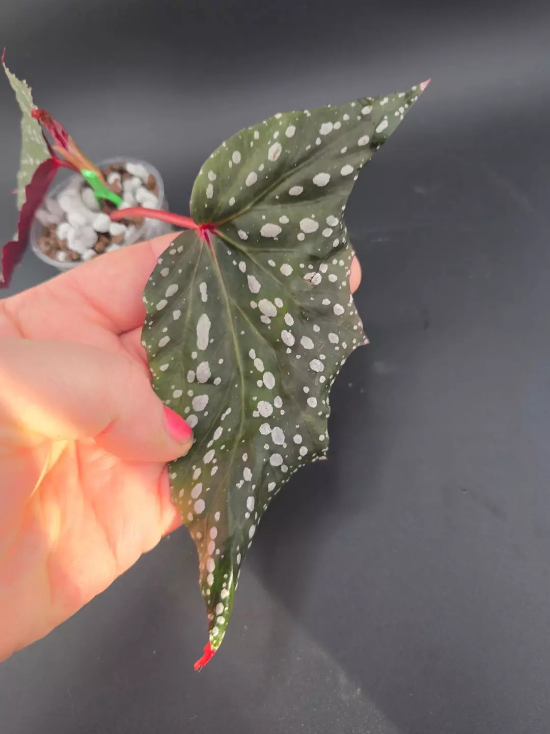 Begonia 'Bat Wing' - lightly rooted thumbnail