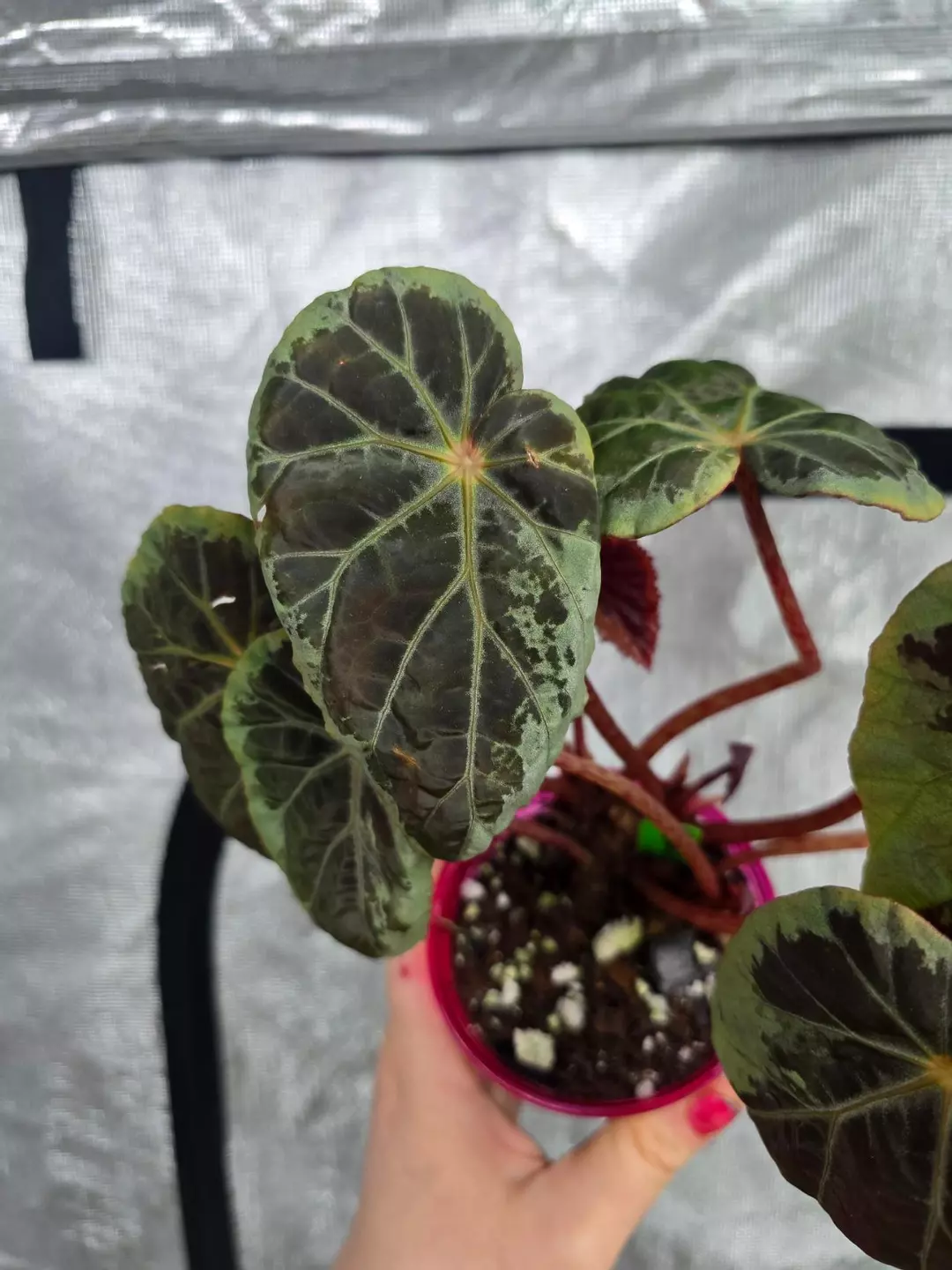Begonia burkilli Silver Edge - rooted cutting thumbnail
